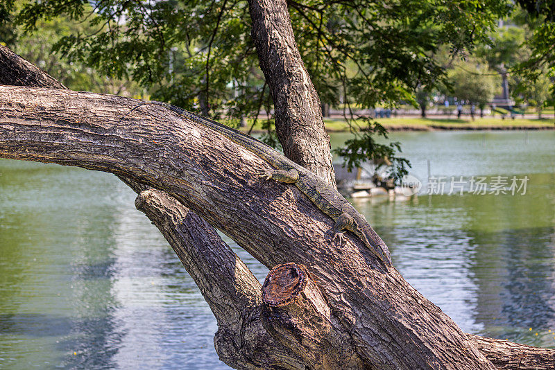 亚洲水监测仪，Varanus salvator，在曼谷公园的一棵树上爬